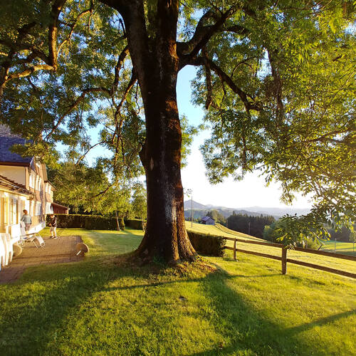 Garten mit altem Nussbaum