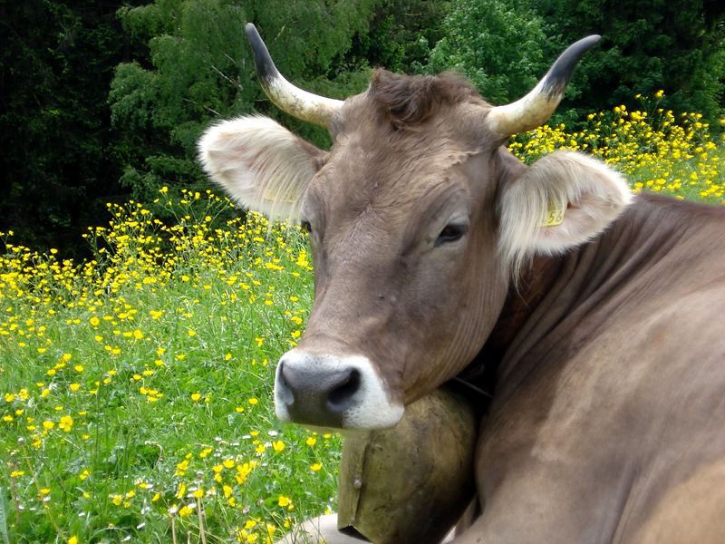 Nachbarschaft auf der Blumenwiese